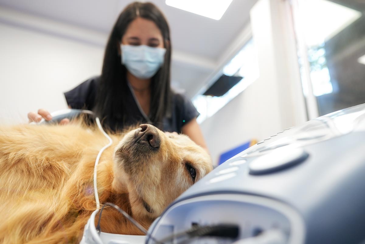 Fisioterapia Veterinaria en Mexico