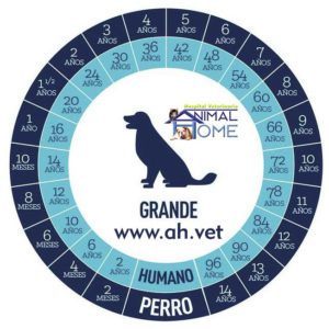 Edad de perros grandes comparado con humanos
