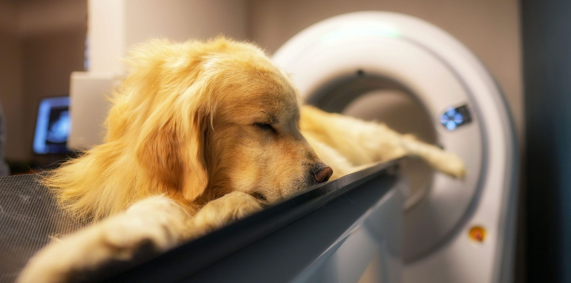 Tomografo para perros y gatos México