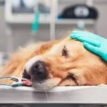 urgencias veterinarias 24 horas