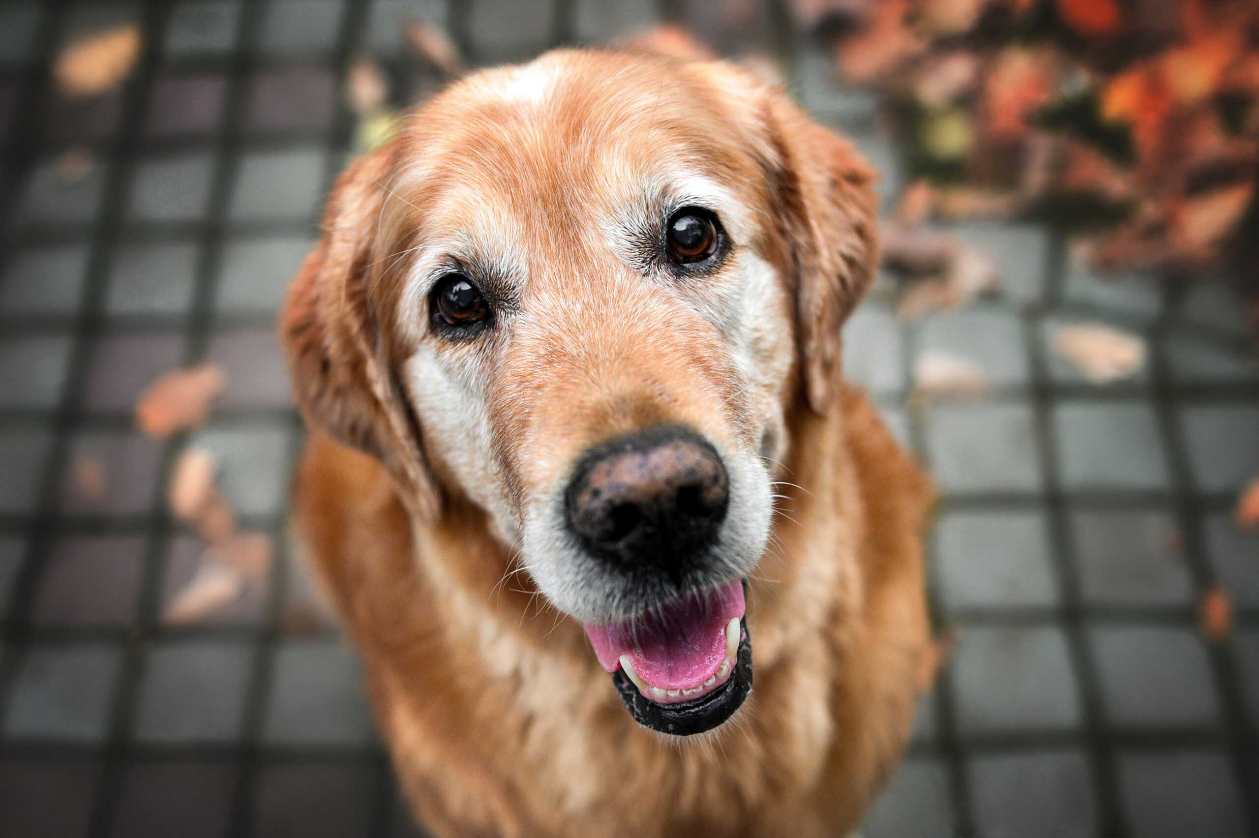 oncologia veterinaria mexico