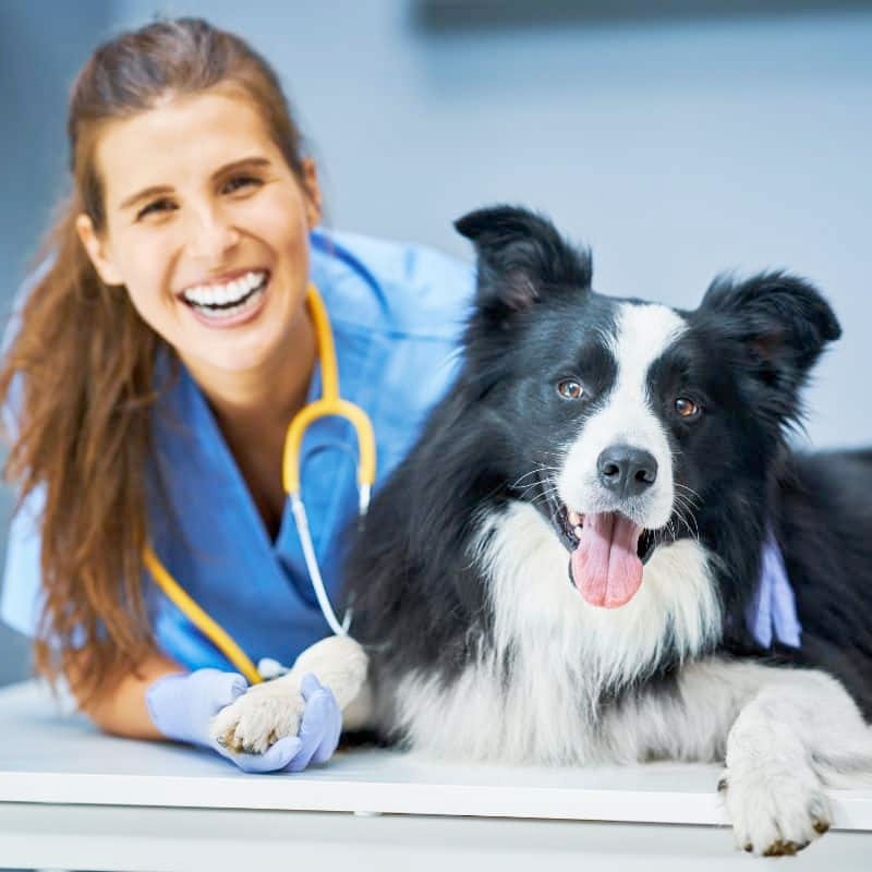 cirugia-veterinaria-especializada-cdmx